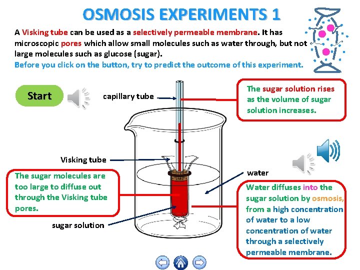 DIFFUSION OSMOSIS and ACTIVE TRANSPORT BUTTONS Click here