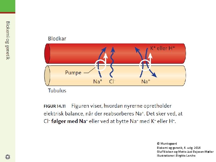© Munksgaard Biokemi og genetik, 6. udg. 2016 Oluf Nielsen og Mette Juel Bojesen-Møller