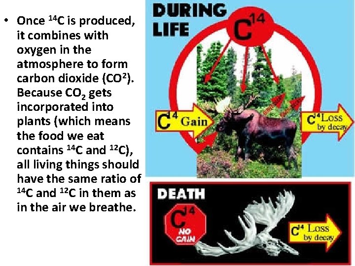  • Once 14 C is produced, it combines with oxygen in the atmosphere