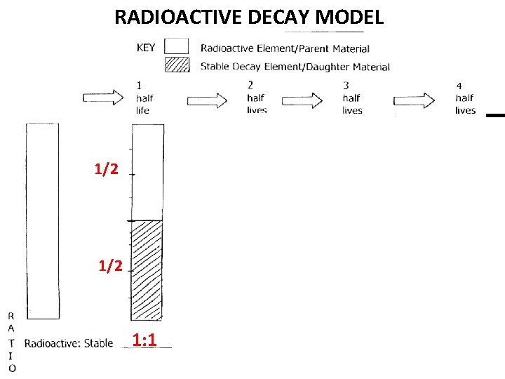 RADIOACTIVE DECAY MODEL 1/4 1/2 3/4 1/8 1/16 7/8 15/16 1/2 1: 1 1: