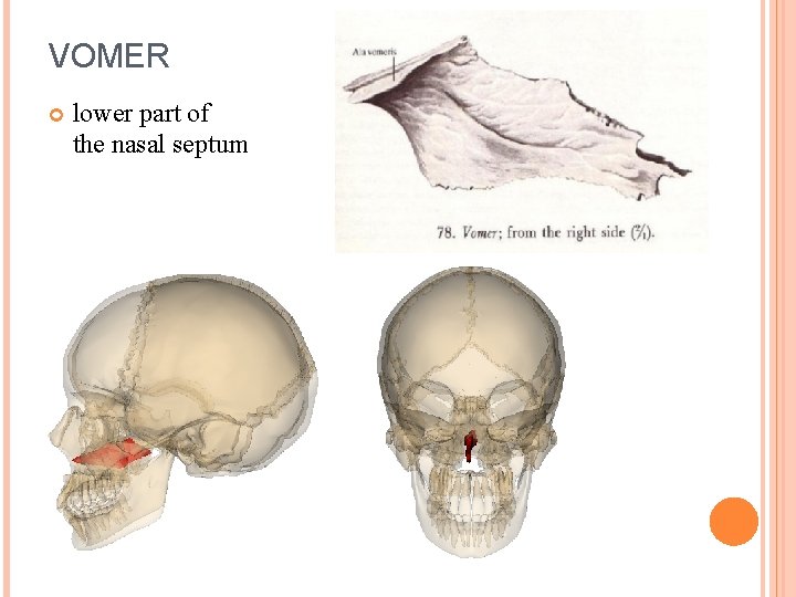 VOMER lower part of the nasal septum 
