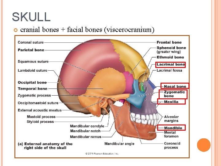 SKULL cranial bones + facial bones (viscerocranium) 