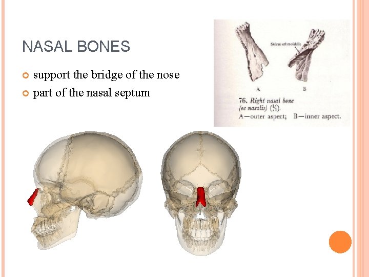 NASAL BONES support the bridge of the nose part of the nasal septum 