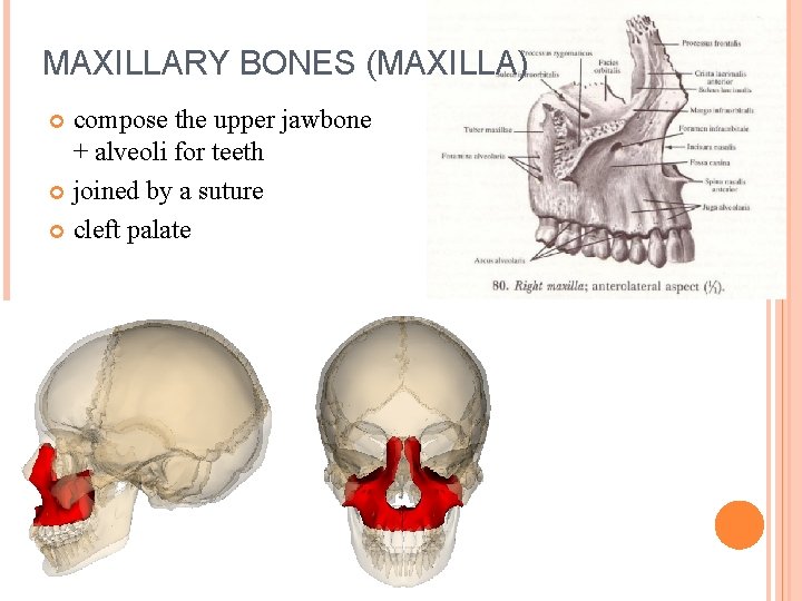 MAXILLARY BONES (MAXILLA) compose the upper jawbone + alveoli for teeth joined by a