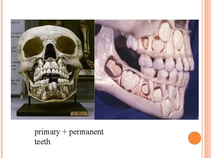 primary + permanent teeth 