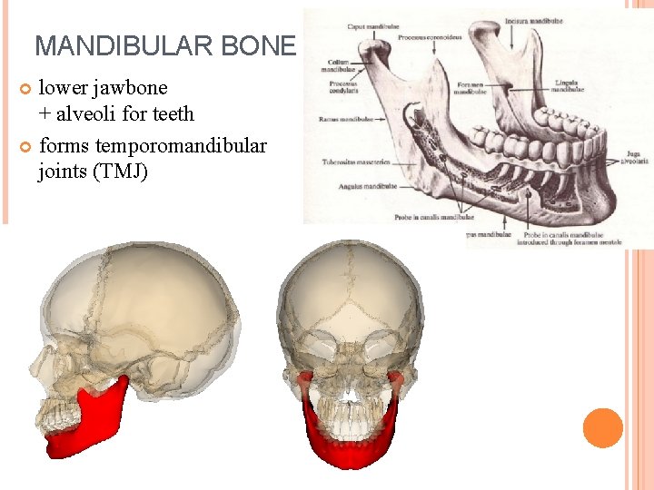 MANDIBULAR BONE lower jawbone + alveoli for teeth forms temporomandibular joints (TMJ) 