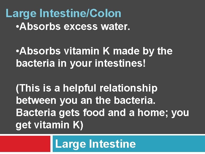 Large Intestine/Colon • Absorbs excess water. • Absorbs vitamin K made by the bacteria