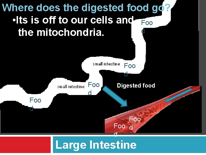 Where does the digested food go? • Its is off to our cells and