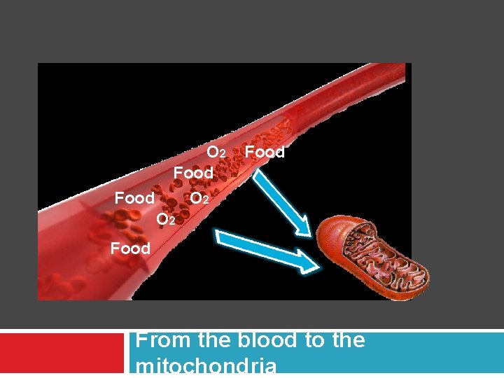 Food O 2 Food From the blood to the mitochondria 