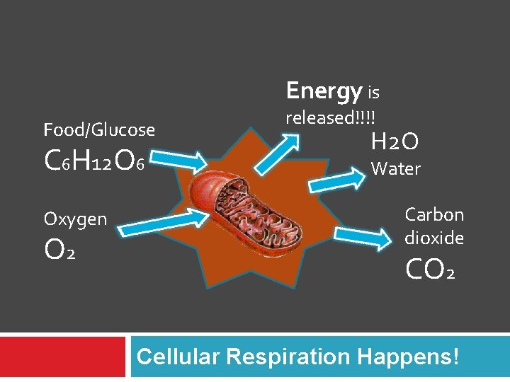 Energy is Food/Glucose C 6 H 12 O 6 Oxygen O 2 released!!!! H