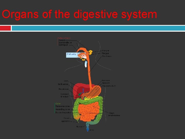 Organs of the digestive system 