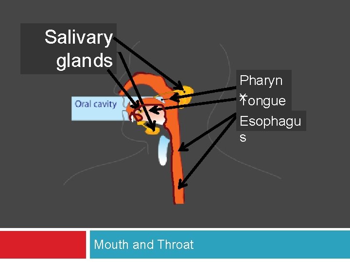 Salivary glands Pharyn x. Tongue Esophagu s Mouth and Throat 