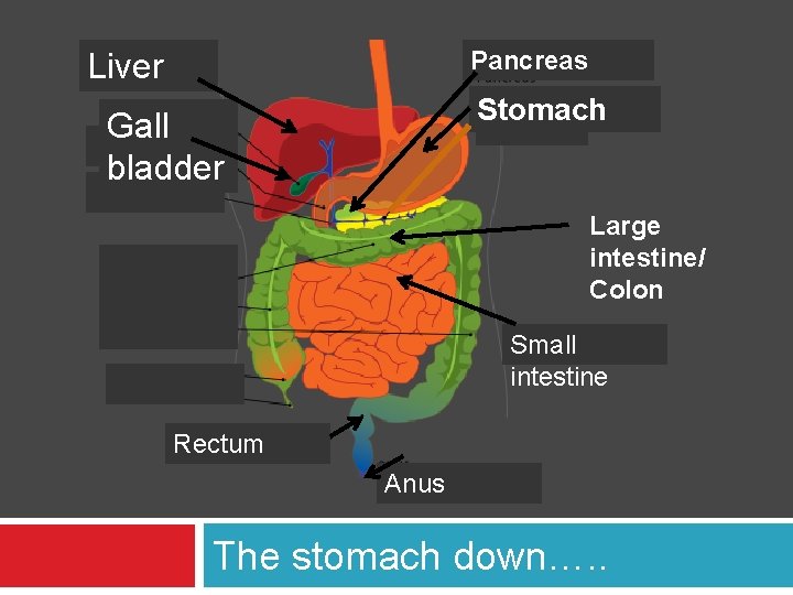 Pancreas Liver Stomach Gall bladder Large intestine/ Colon Small intestine Rectum Anus The stomach
