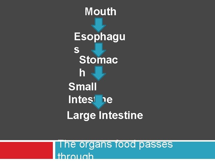 Mouth Esophagu s Stomac h Small Intestine Large Intestine The organs food passes through.