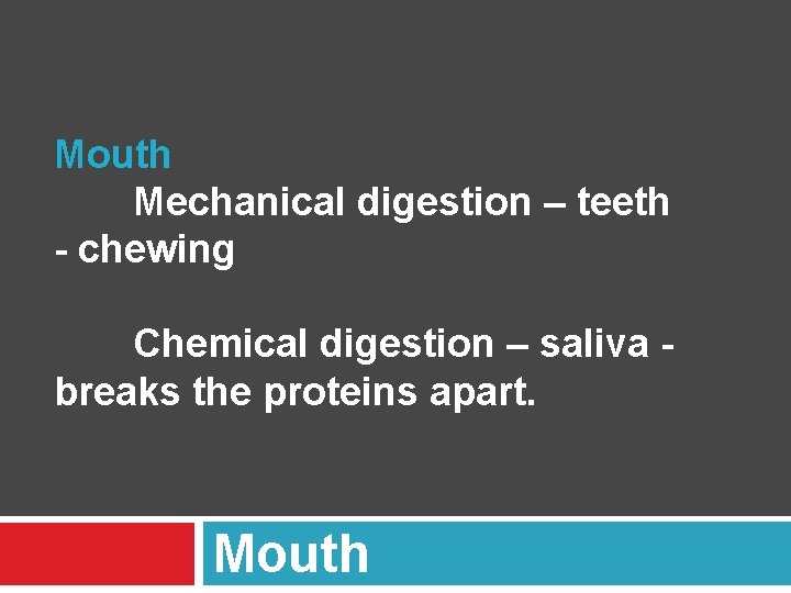 Mouth Mechanical digestion – teeth - chewing Chemical digestion – saliva breaks the proteins