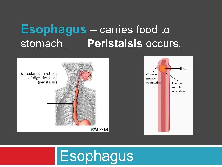 Esophagus – carries food to stomach. Peristalsis occurs. Esophagus 