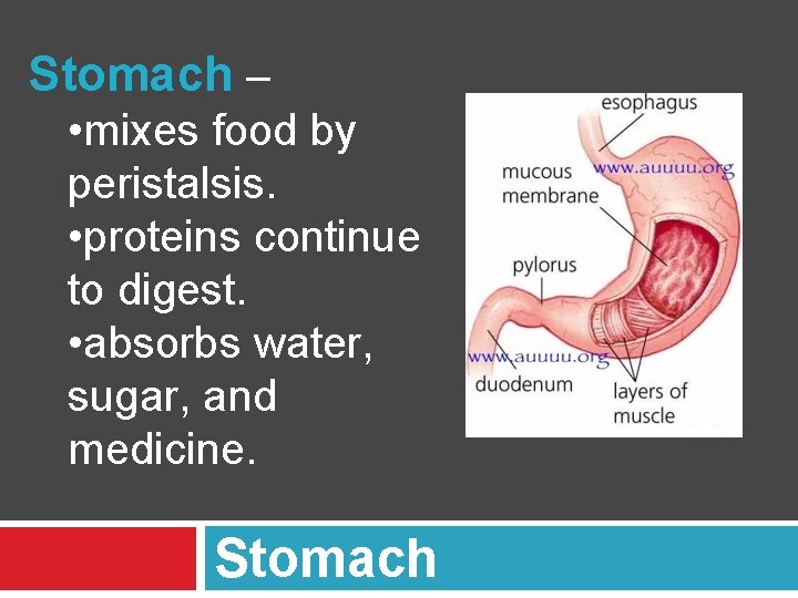 Stomach – • mixes food by peristalsis. • proteins continue to digest. • absorbs