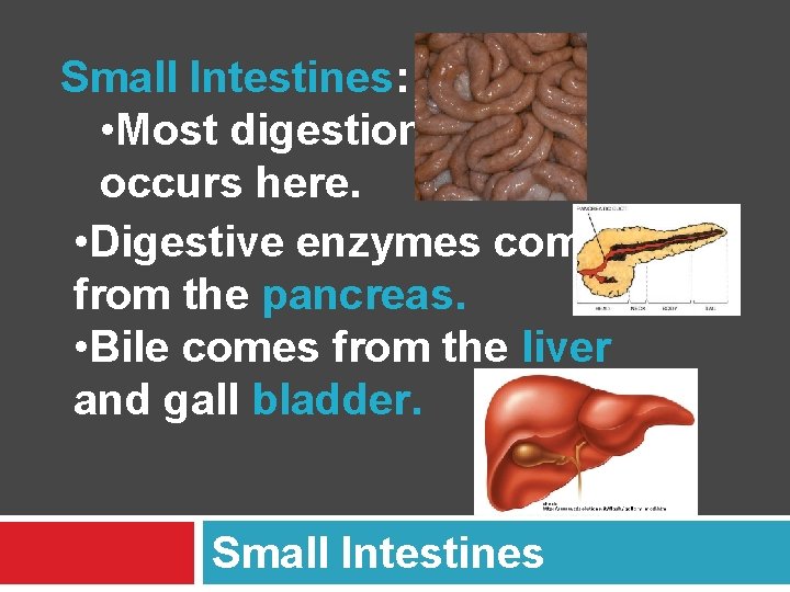 Small Intestines: • Most digestion occurs here. • Digestive enzymes come from the pancreas.