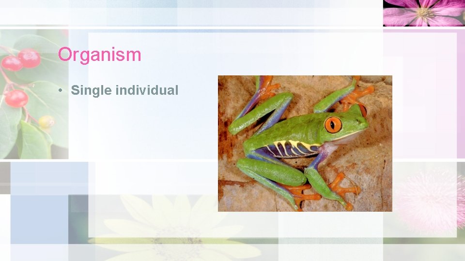 Organism • Single individual 