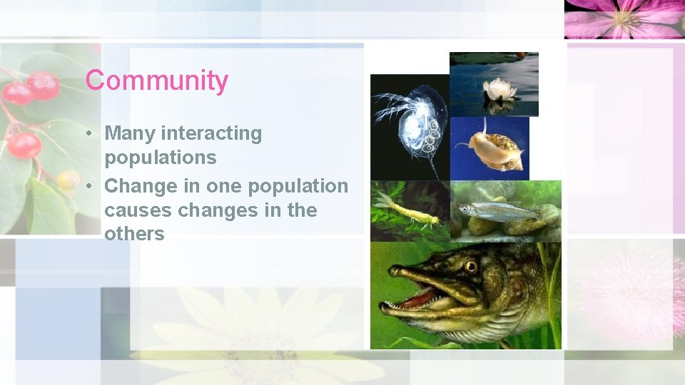 Community • Many interacting populations • Change in one population causes changes in the