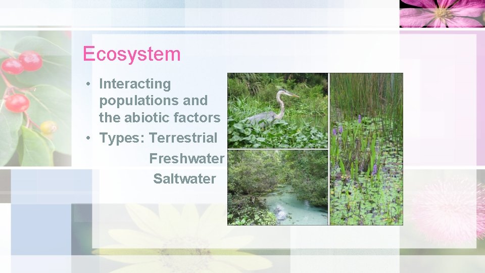 Ecosystem • Interacting populations and the abiotic factors • Types: Terrestrial Freshwater Saltwater 