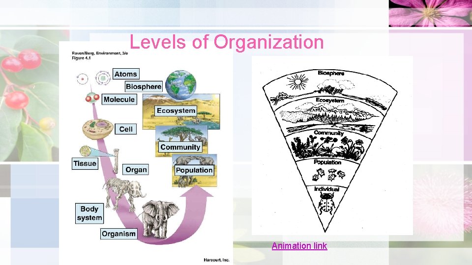 Levels of Organization Animation link 