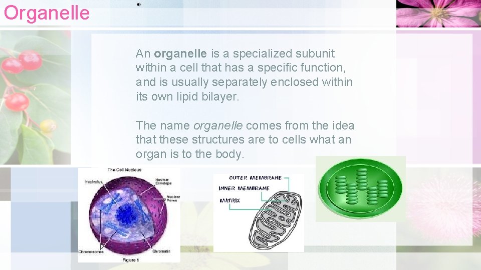 Organelle An organelle is a specialized subunit within a cell that has a specific