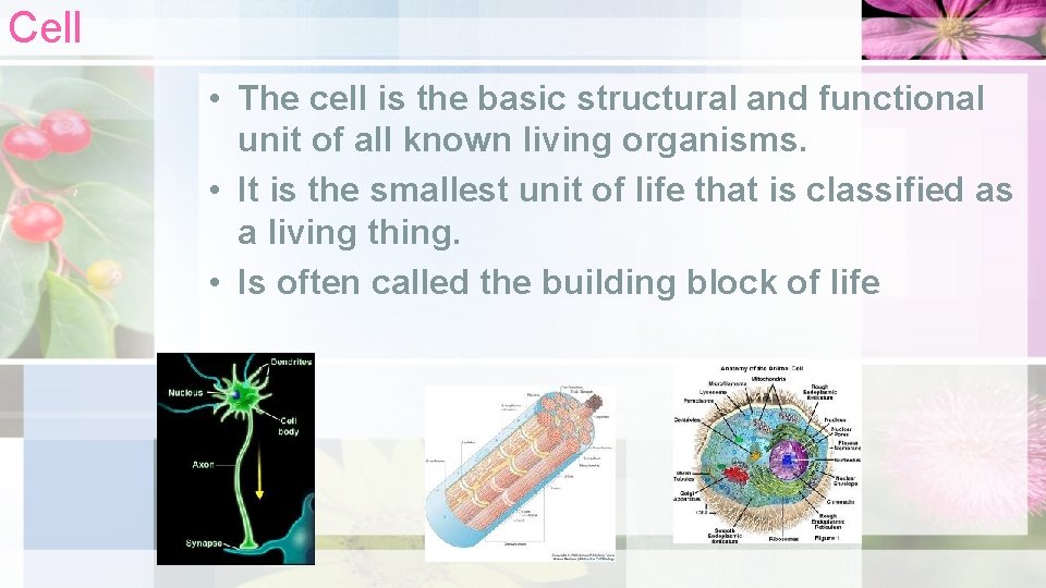 Cell • The cell is the basic structural and functional unit of all known
