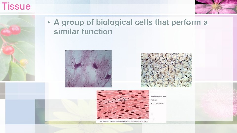 Tissue • A group of biological cells that perform a similar function 