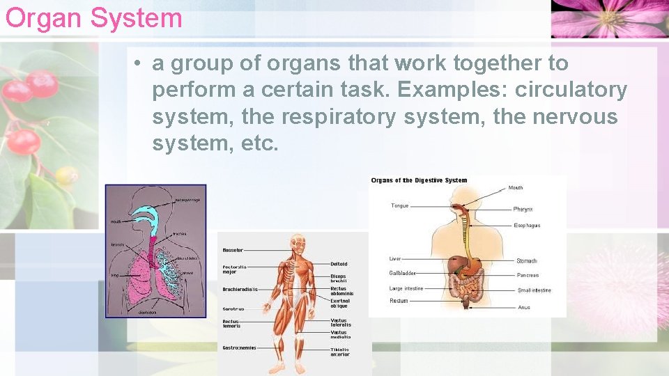 Organ System • a group of organs that work together to perform a certain