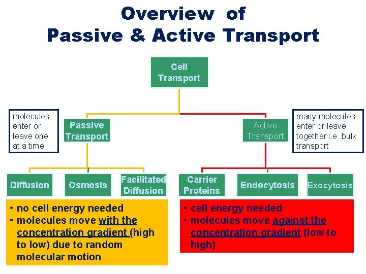 Overview of Passive & Active Transport Cell Transport molecules enter or leave one at