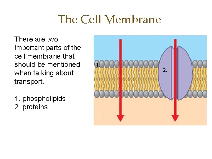 The Cell Membrane There are two important parts of the cell membrane that should