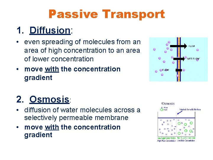 Passive Transport 1. Diffusion: • even spreading of molecules from an area of high