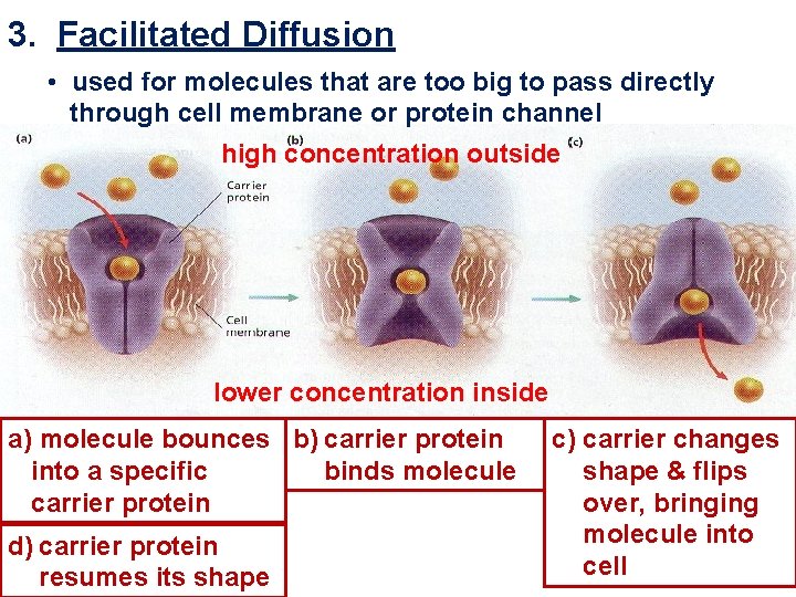 3. Facilitated Diffusion • used for molecules that are too big to pass directly