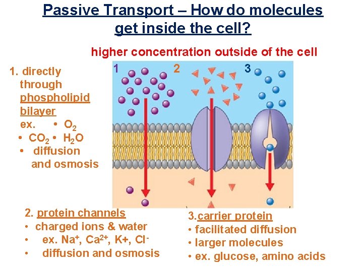 Passive Transport – How do molecules get inside the cell? higher concentration outside of