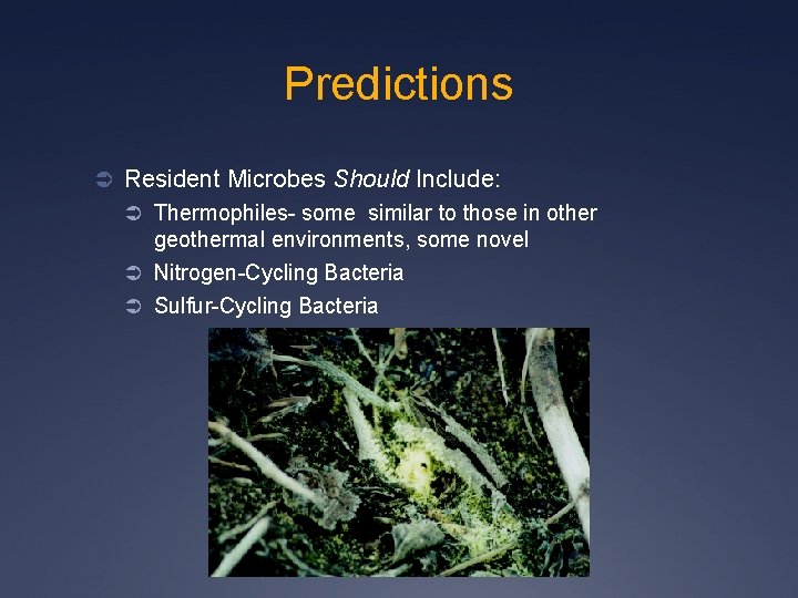 Predictions Ü Resident Microbes Should Include: Ü Thermophiles- some similar to those in other