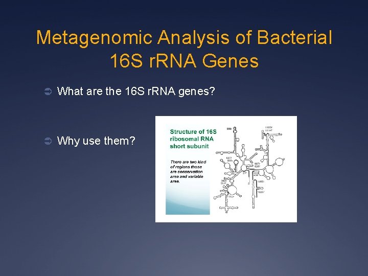 Metagenomic Analysis of Bacterial 16 S r. RNA Genes Ü What are the 16