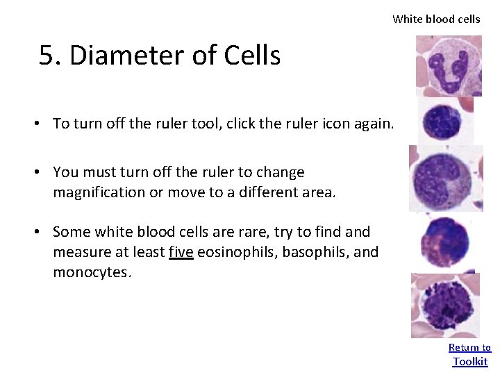 White blood cells 5. Diameter of Cells • To turn off the ruler tool,
