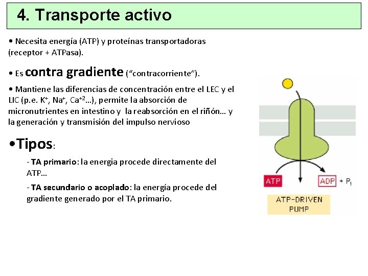 4. Transporte activo • Necesita energía (ATP) y proteínas transportadoras (receptor + ATPasa). •