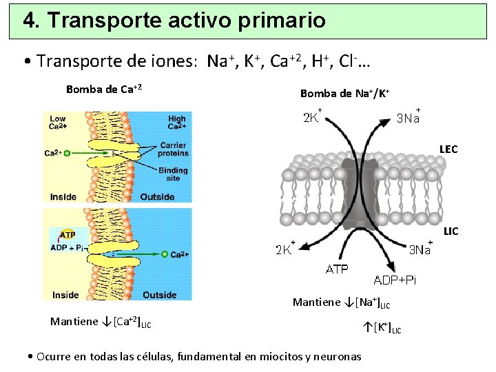 4. Transporte activo primario • Transporte de iones: Na+, K+, Ca+2, H+, Cl-… Bomba