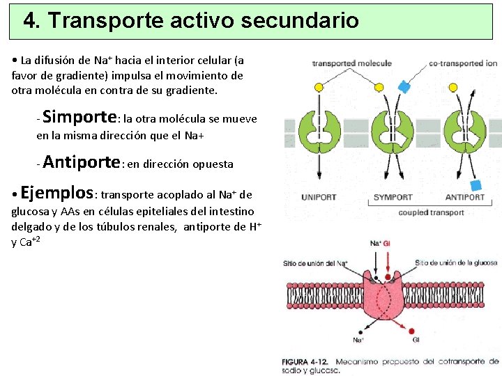 4. Transporte activo secundario • La difusión de Na+ hacia el interior celular (a