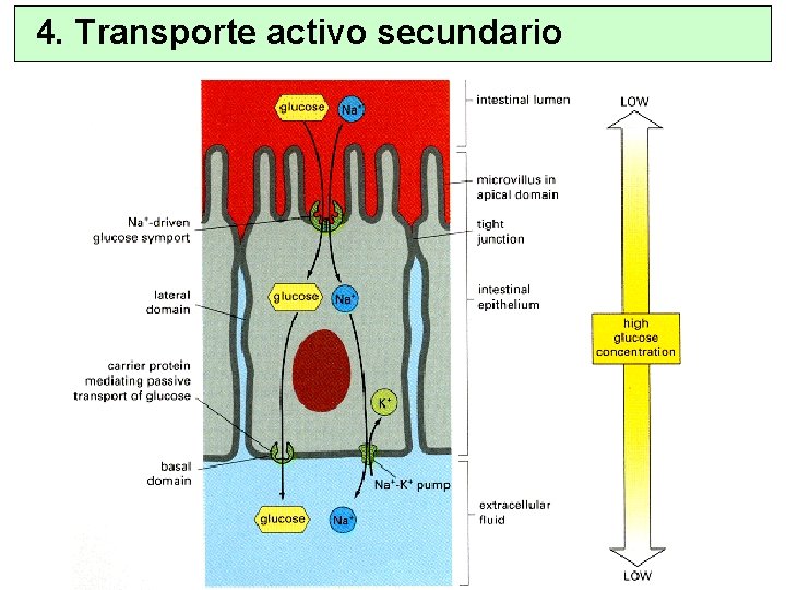 4. Transporte activo secundario 