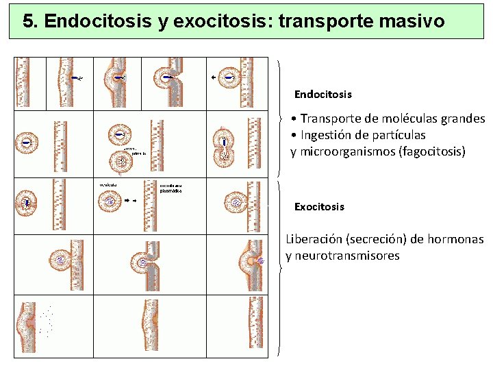 5. Endocitosis y exocitosis: transporte masivo Endocitosis • Transporte de moléculas grandes • Ingestión