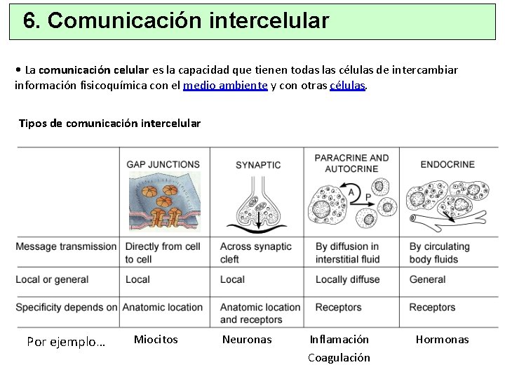 6. Comunicación intercelular • La comunicación celular es la capacidad que tienen todas las