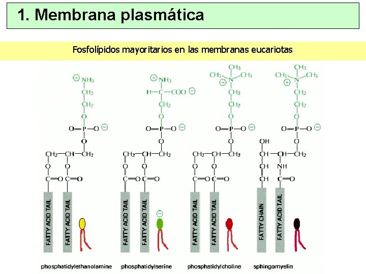 1. Membrana plasmática Fosfolípidos mayoritarios en las membranas eucariotas 