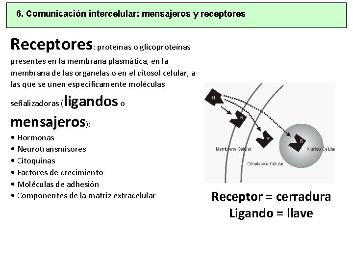 6. Comunicación intercelular: mensajeros y receptores Receptores: proteínas o glicoproteínas presentes en la membrana