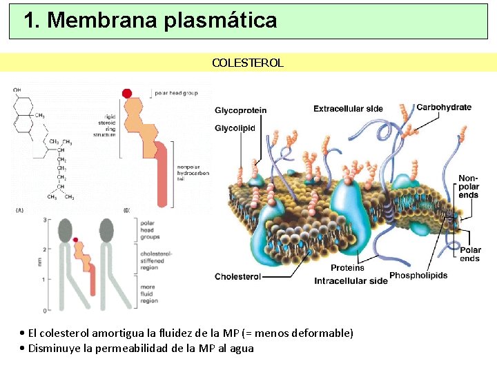 1. Membrana plasmática COLESTEROL • El colesterol amortigua la fluidez de la MP (=