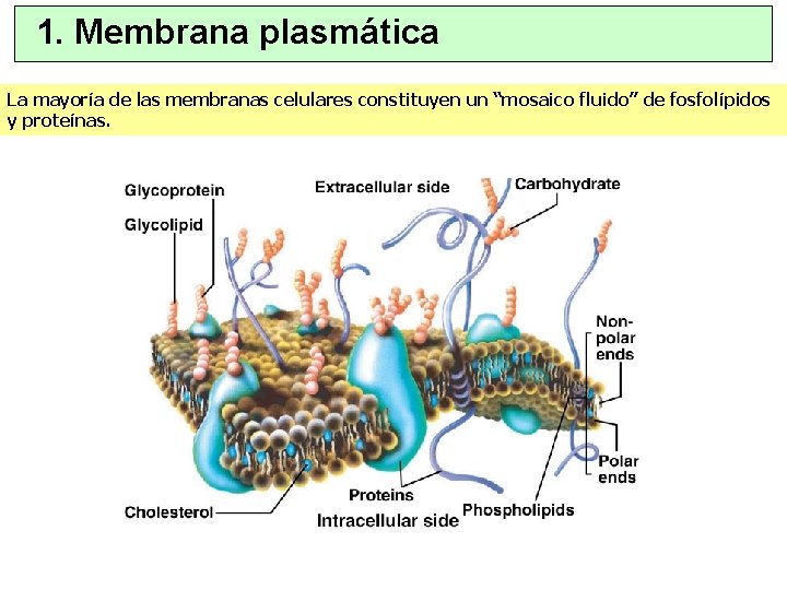 1. Membrana plasmática La mayoría de las membranas celulares constituyen un “mosaico fluido” de