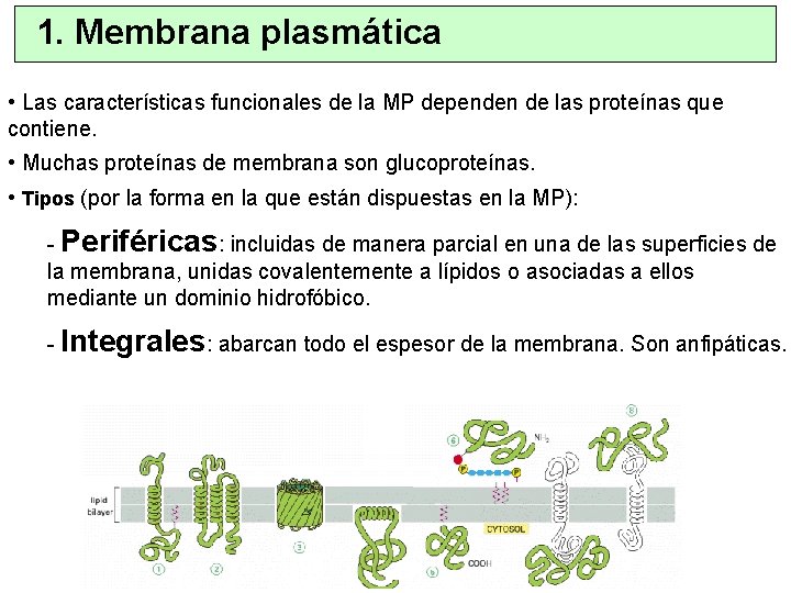 1. Membrana plasmática • Las características funcionales de la MP dependen de las proteínas