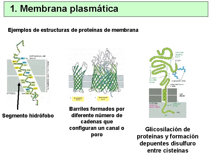 1. Membrana plasmática Ejemplos de estructuras de proteínas de membrana Segmento hidrófobo Barriles formados